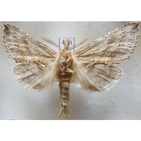 Pterostoma palpina (Clerck, 1759) male Czech45b